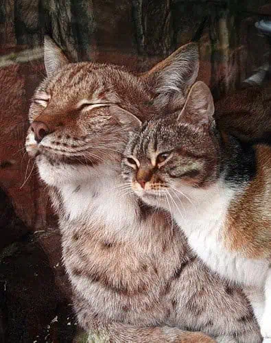 Read more about the article The Cat Who Befriended a Lynx: An Unbelievable True Story of Interspecies Love
