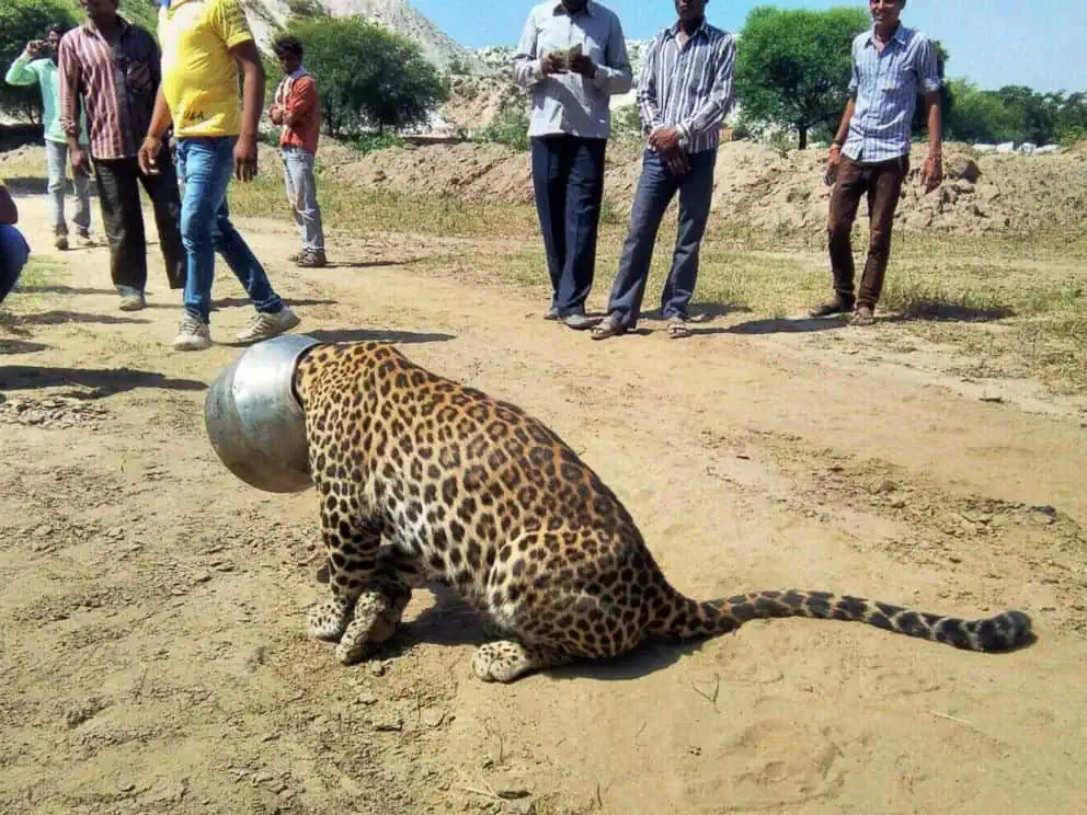 Read more about the article A Leopard’s Pot of Trouble: The Incredible Rescue of a Thirsty Big Cat