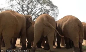 Read more about the article Incredible Blind Elephant Embrace: The Heartbreaking Story of Ploy Thong’s Rescue and the Herd That Welcomed Her Home