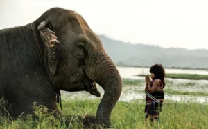 Read more about the article An Unbelievable Elephant Friendship: The Girl Who Trusted a Wild Giant
