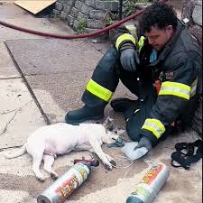 Read more about the article “My Dog’s Still Inside!”: The Heart-Stopping Firefighter Dog Rescue That Defied Orders
