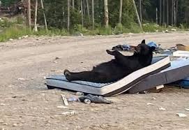 You are currently viewing Hilarious “Relaxing Bear” Goes Viral After Being Found on an Old Mattress