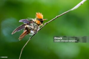 Read more about the article The Tufted Coquette: One of the World’s Most Beautiful Hummingbirds