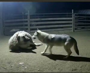 Read more about the article A Loyal Dog’s Disguise: The Incredible Story of the Shepherd Who Fooled a Wolf