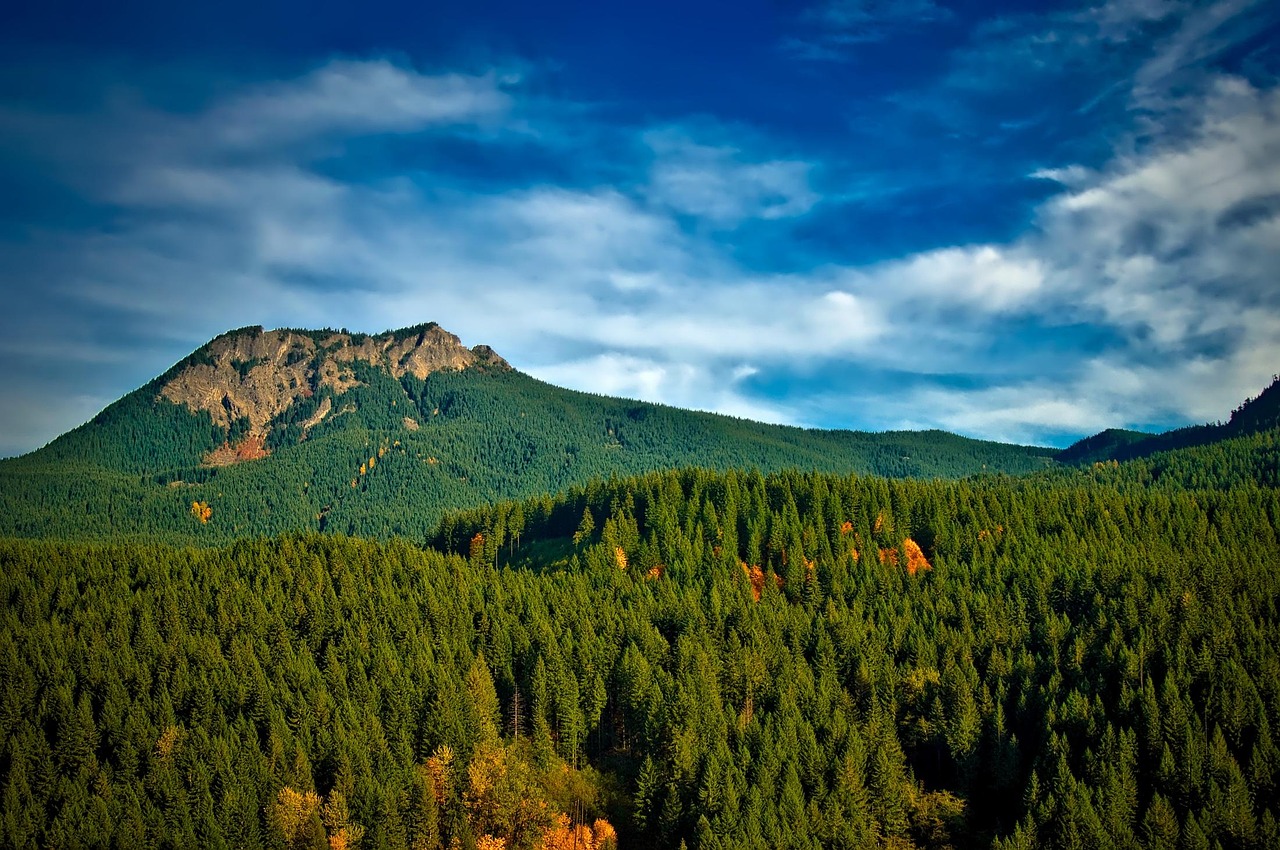 You are currently viewing Gifford Pinchot National Forest: The 2025 Survival Guide