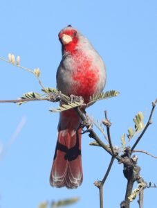 Read more about the article Pyrrhuloxia vs Northern Cardinal: What Makes Them Different?