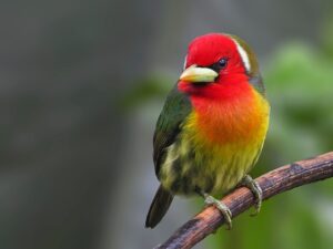 Read more about the article op Facts About the Red-headed Barbet You Didn’t Know