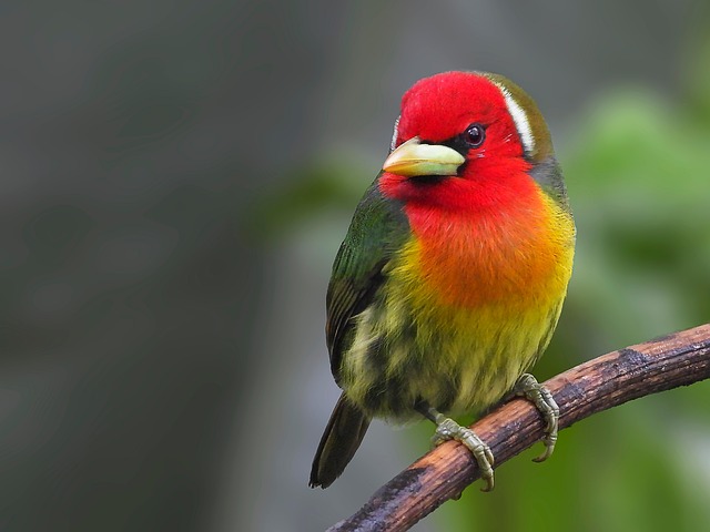 You are currently viewing op Facts About the Red-headed Barbet You Didn’t Know
