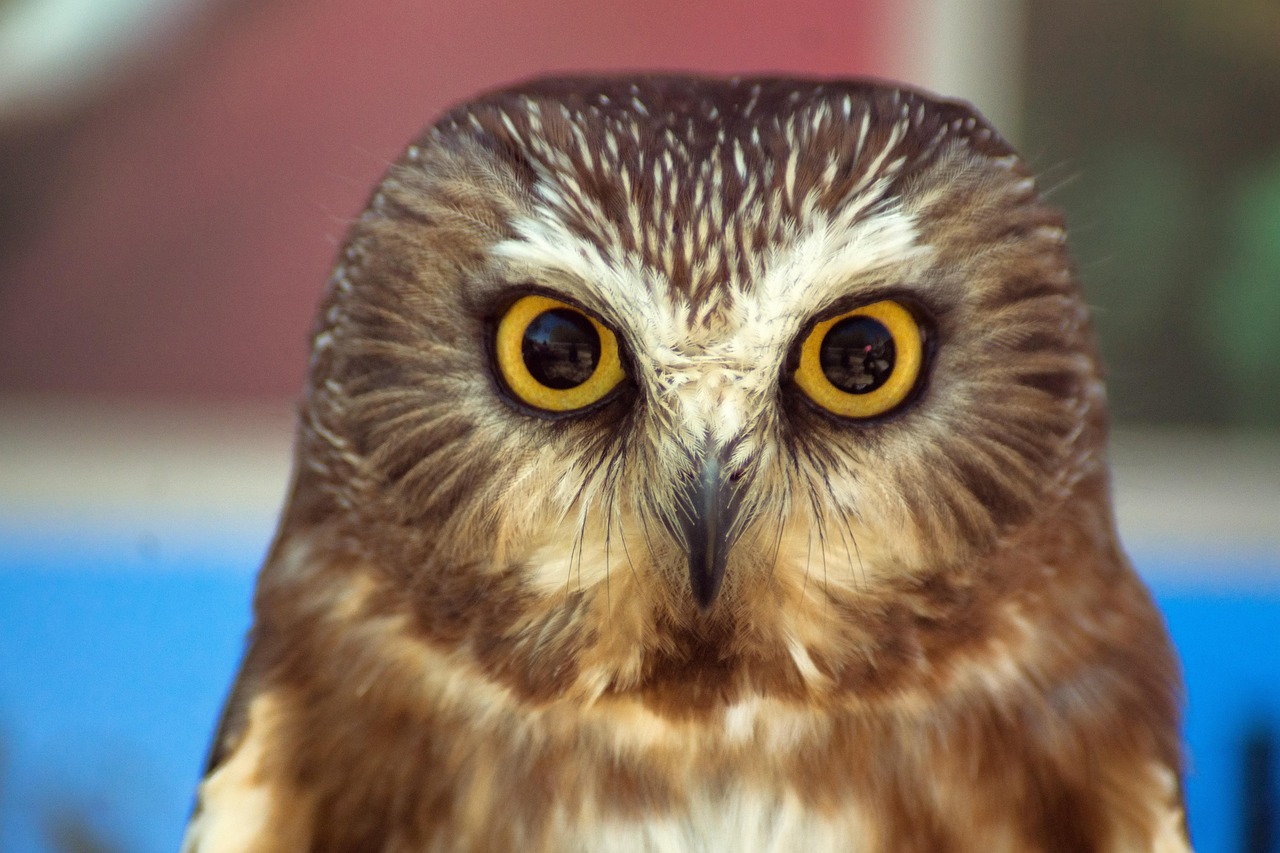 You are currently viewing The Unspotted Saw-whet Owl: North America’s Secretive Night Hunter