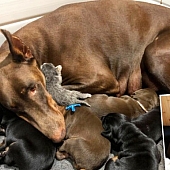 You are currently viewing A Mother’S Heart: The Doberman Who Adopted a Dying Kitten
