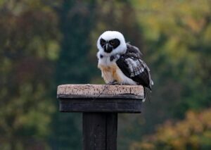Read more about the article Top Facts About the Young Spectacled Owl You Didn’t Know