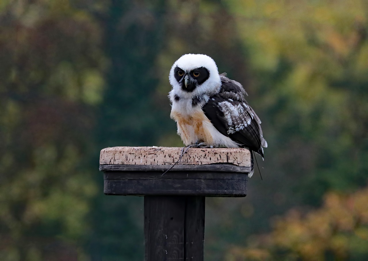 You are currently viewing Top Facts About the Young Spectacled Owl You Didn’t Know