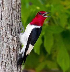 Read more about the article The Red-headed Woodpecker: America’s Most Striking Forest Bird