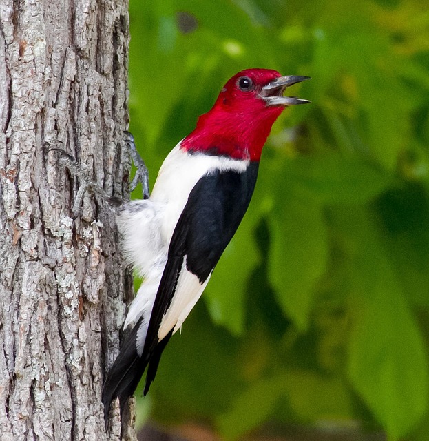 You are currently viewing The Red-headed Woodpecker: America’s Most Striking Forest Bird
