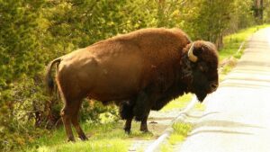Read more about the article Incredible Wildlife Encounters in Yellowstone: A Guide to Seeing Bison, Bears, and More