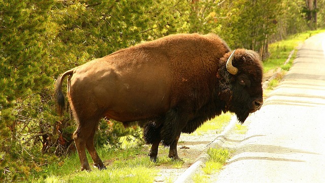 You are currently viewing Incredible Wildlife Encounters in Yellowstone: A Guide to Seeing Bison, Bears, and More